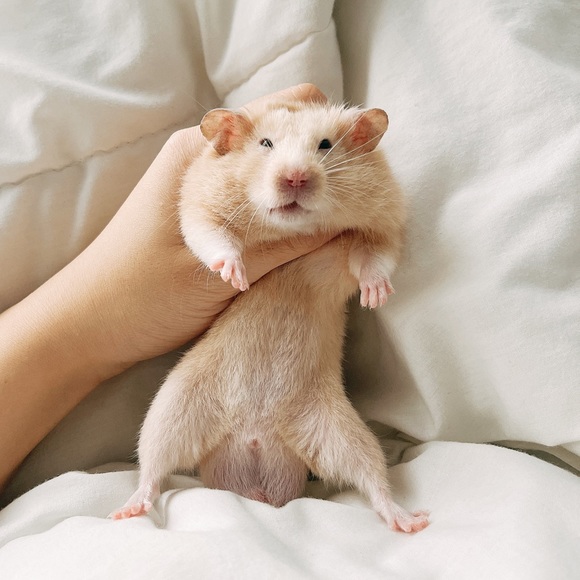 Meet your Posher, Chingman - Picture 1 of 1